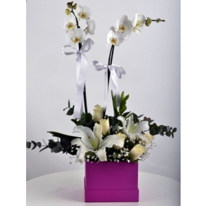 Hediye Kutusunda Çift Dallı Beyaz Orkide....